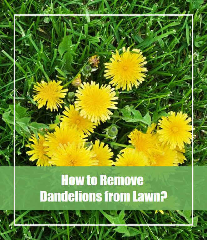 How to Remove Dandelions from Lawn