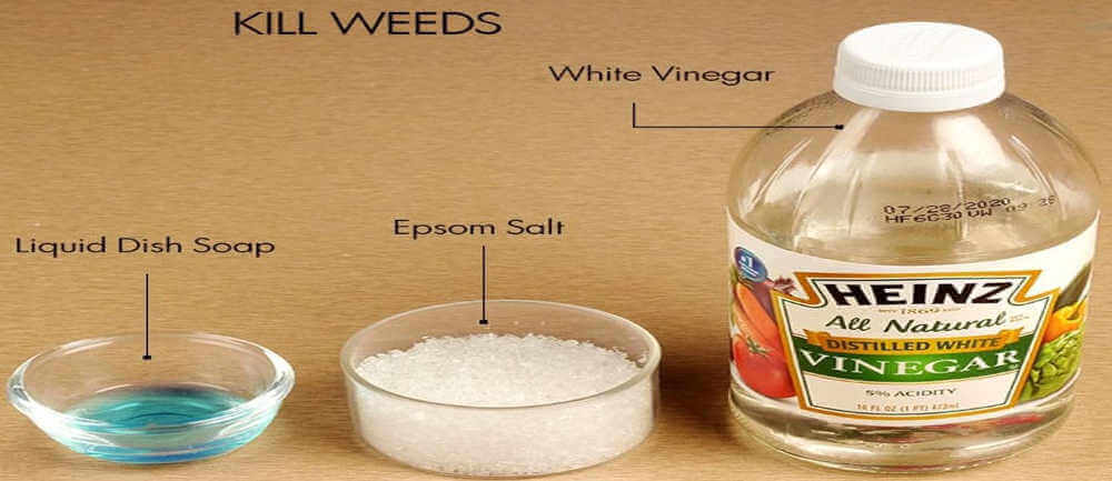 Water, Soap, Salt and Vinegar for weed control