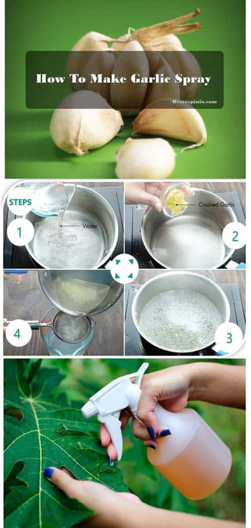 Making Garlic Spray