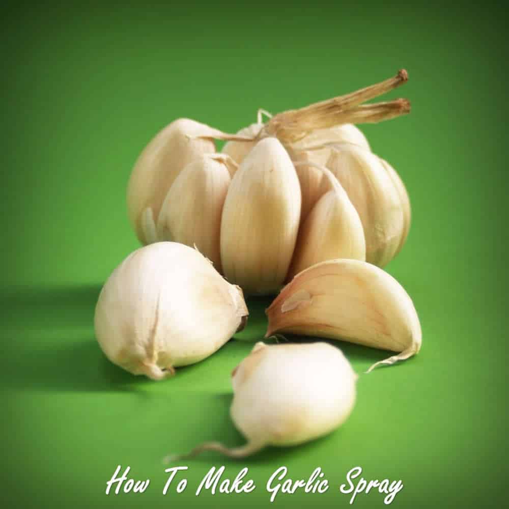 How to make garlic spray