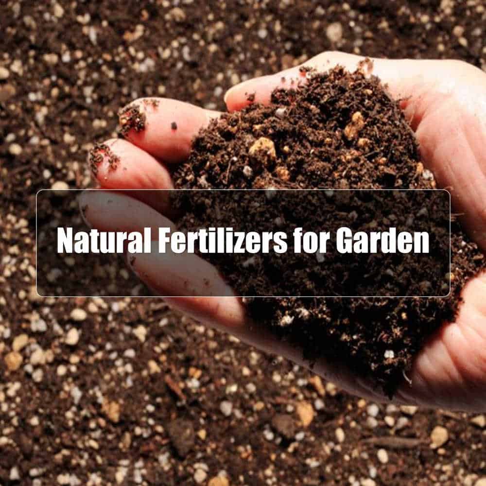 Natural Fertilizers for Garden
