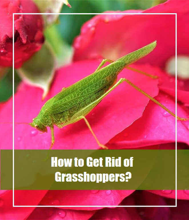 How to Get Rid of Grasshoppers