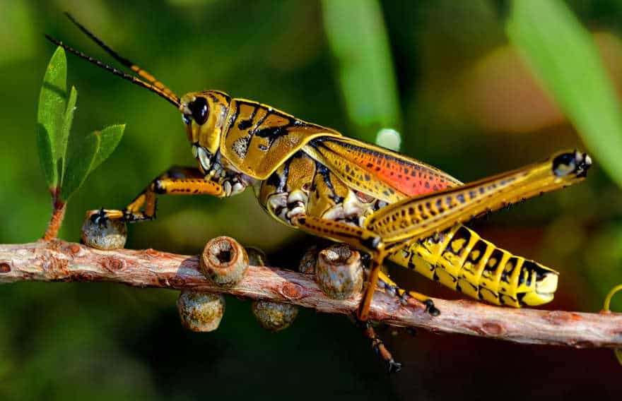 Organic Methods to Get Rid of Grasshoppers