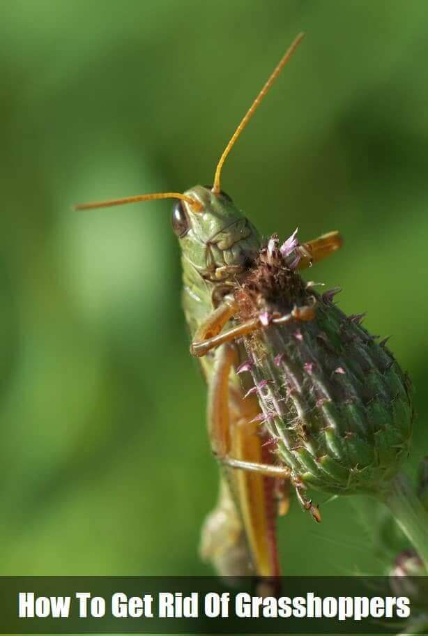 how to get rid of grasshoppers in house