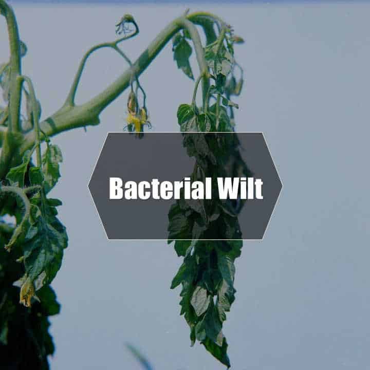 Bacterial wilt treatment