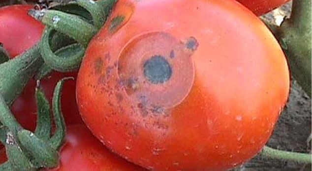 Anthrancnose of tomato
