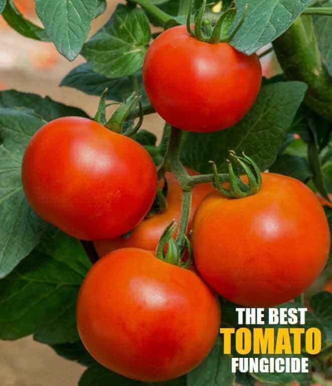 Best tomato fungicide