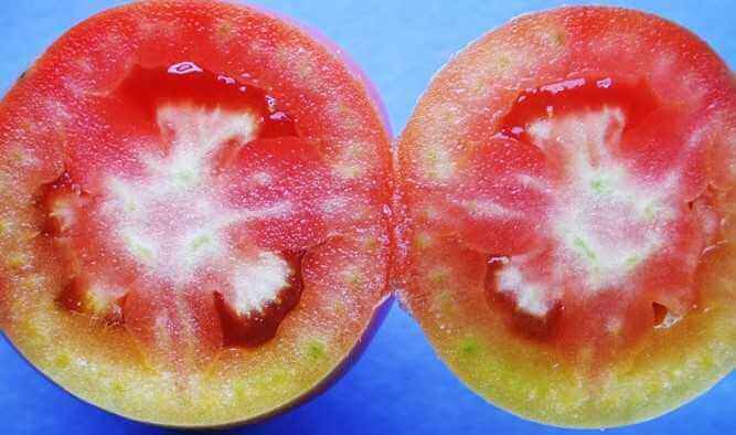 White Spots Inside the skin of Tomato