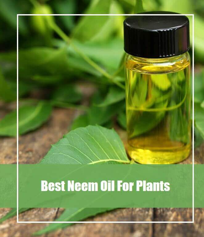 Best Neem Oil For Plants