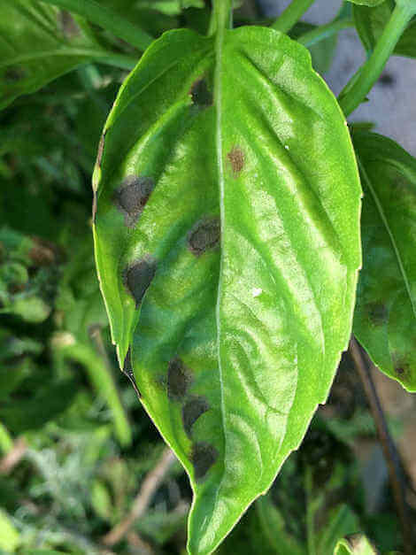 black patches on basil leaves