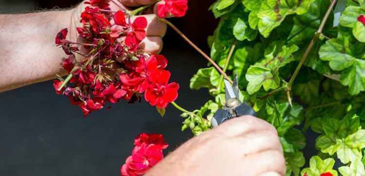 How to Keep Geraniums Blooming