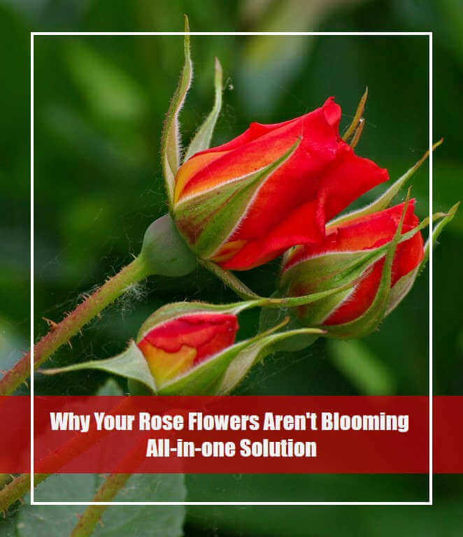 rose flower not blooming