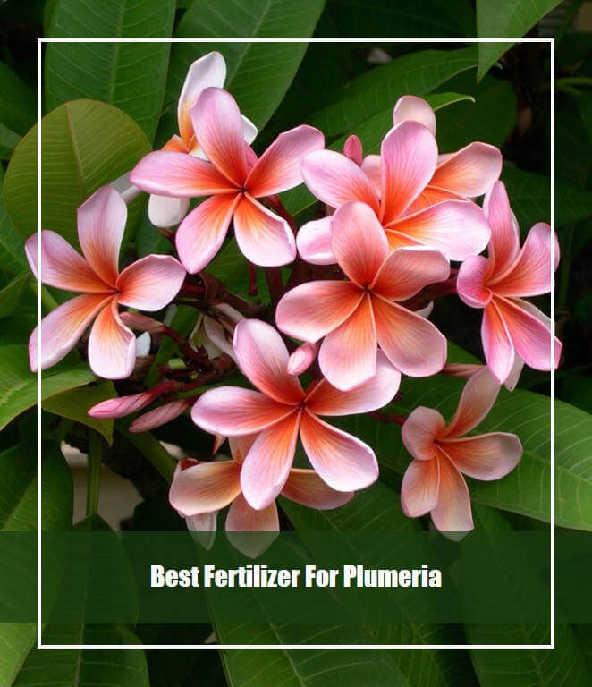 Best Fertilizer for Plumeria