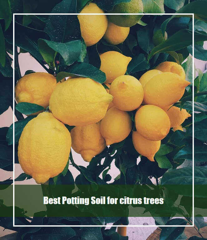 Best Potting Soil for citrus trees