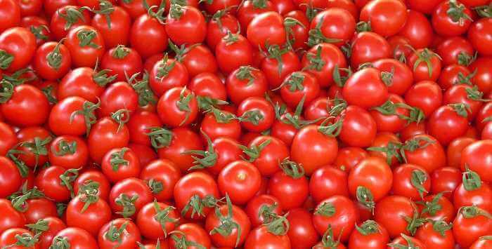Vibrant Tomatoes