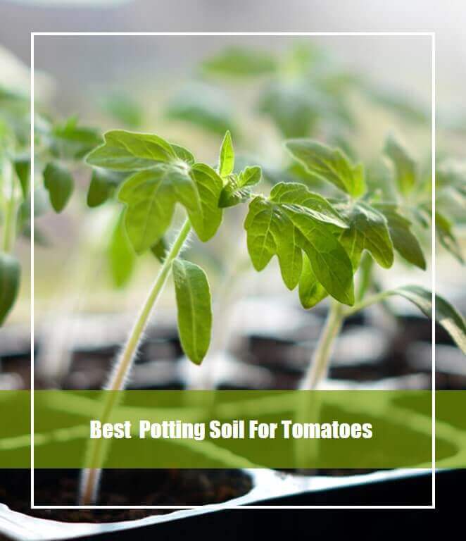 best potting soil for tomato