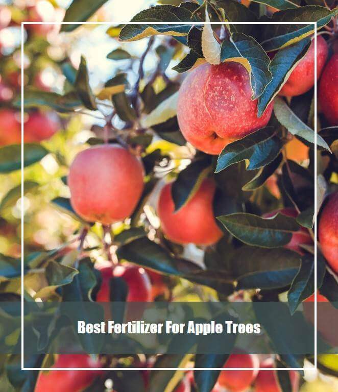 Best Fertilizer For Apple Trees