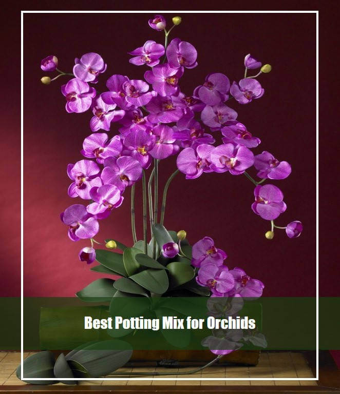 Best Potting Mix for Orchids