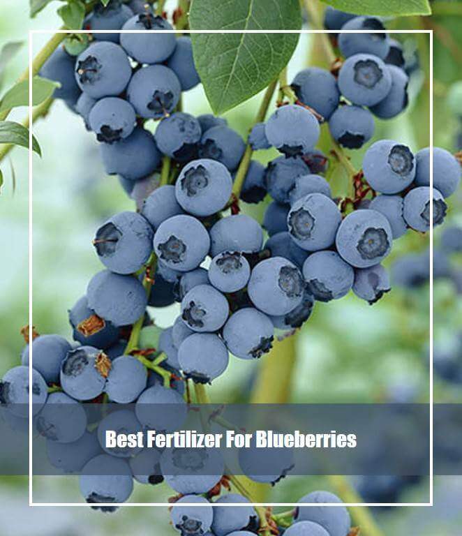 Best Fertilizer For Blueberries