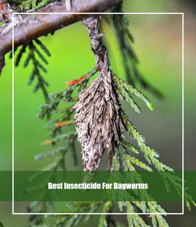 Best Insecticide For Bagworms