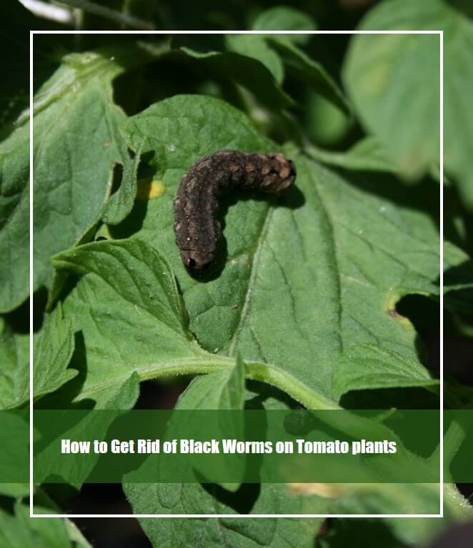 Black Worms on Tomato plants