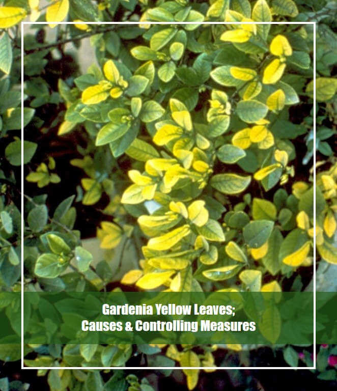 Gardenia yellow leaves