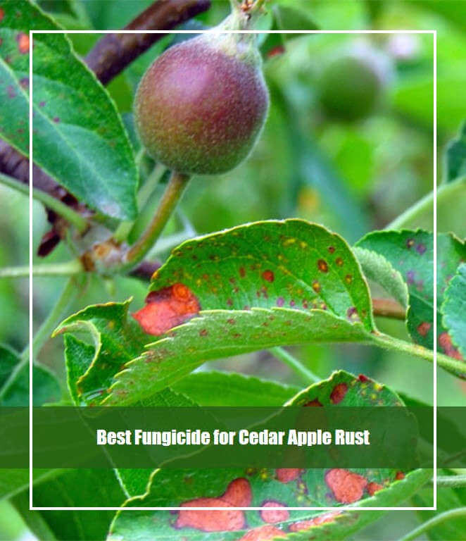 Best Fungicide for Cedar Apple Rust