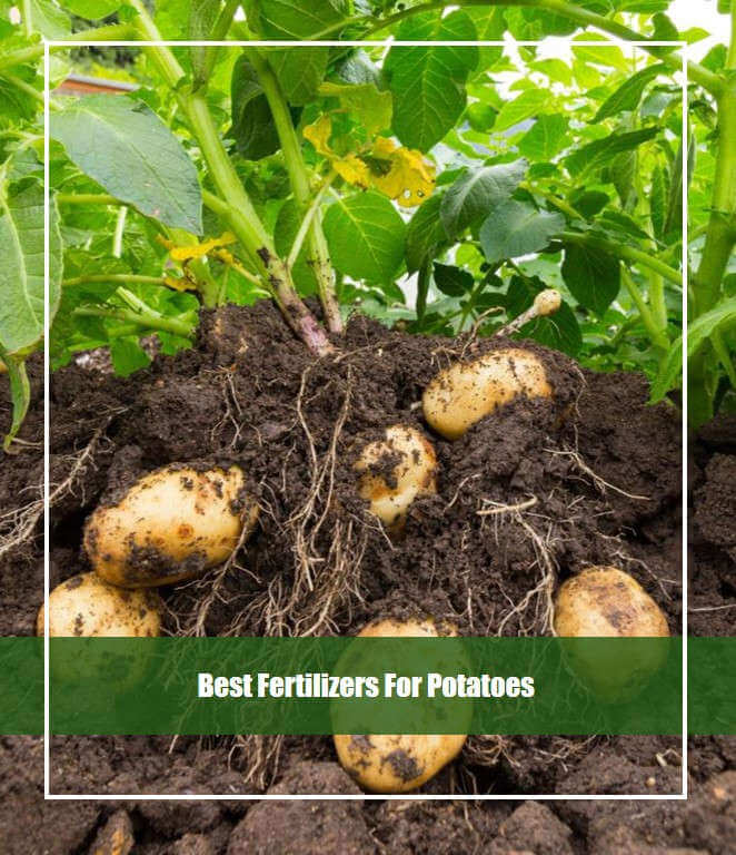 Best Fertilizers For Potatoes