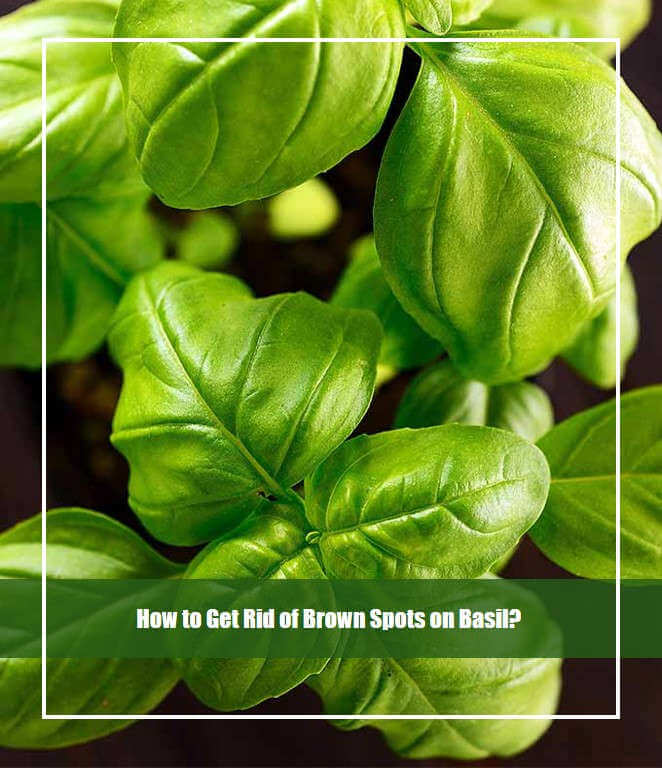 How to Get Rid of Brown Spots on Basil