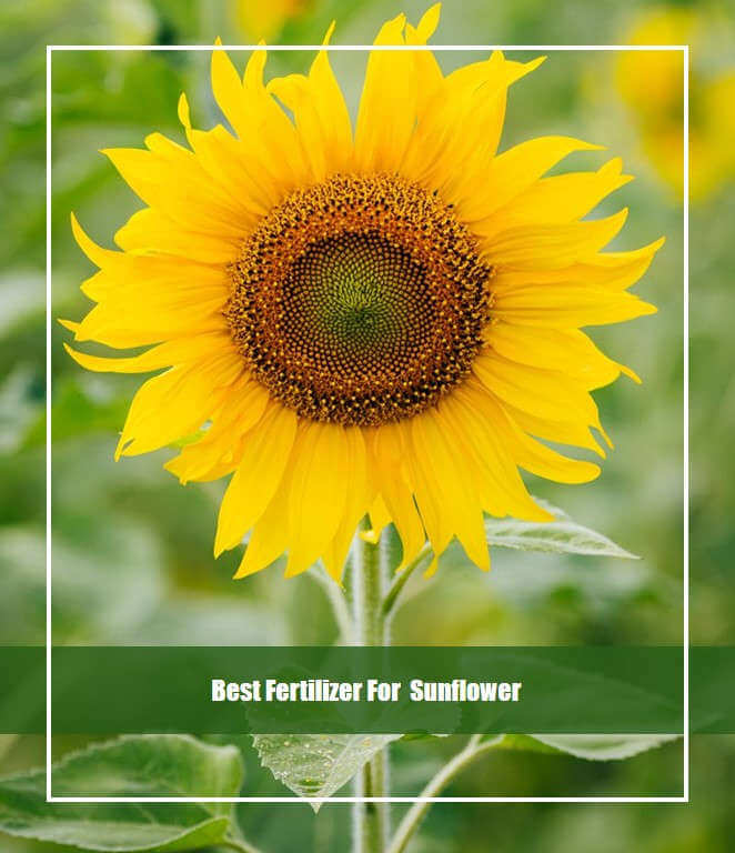 Best Fertilizer For Sunflower