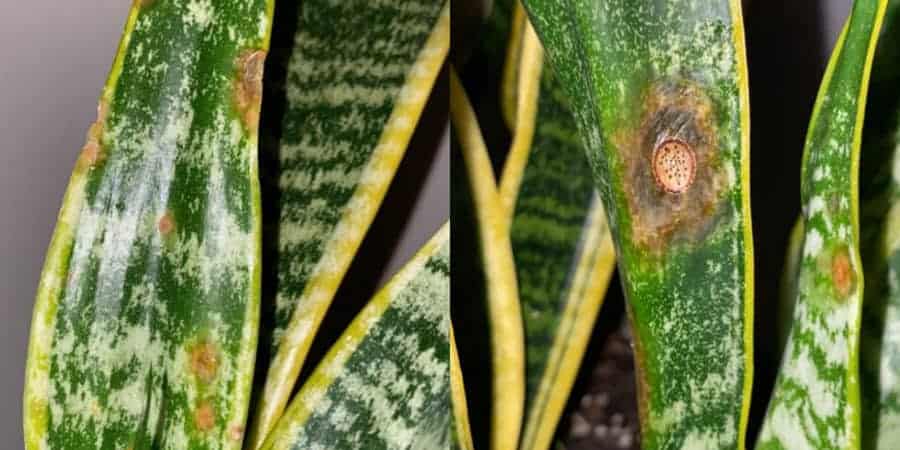 root rot snake plant