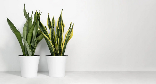 How to Save Overwatered Snake Plant