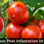 treat White Spots On Tomatoes
