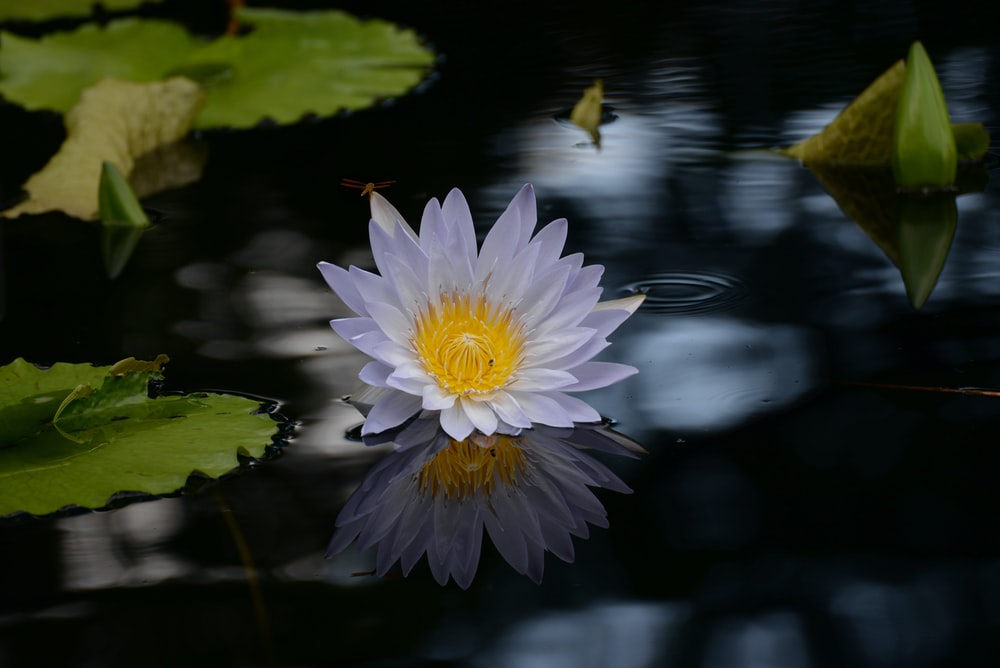 water lily species