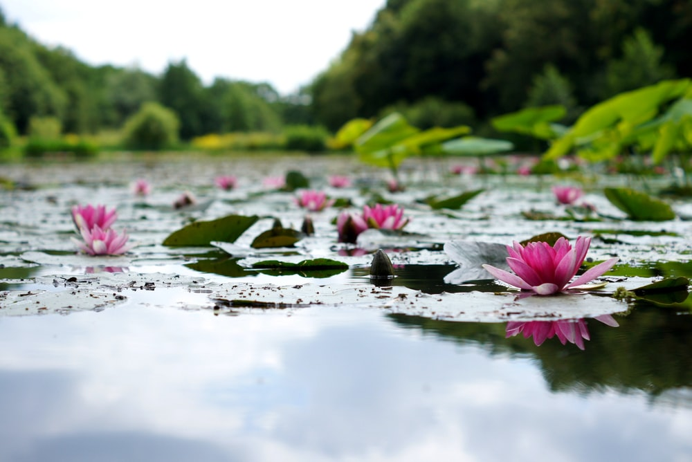 difference between lotus and water lily seeds