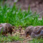 Keep Birds from Eating Grass Seed